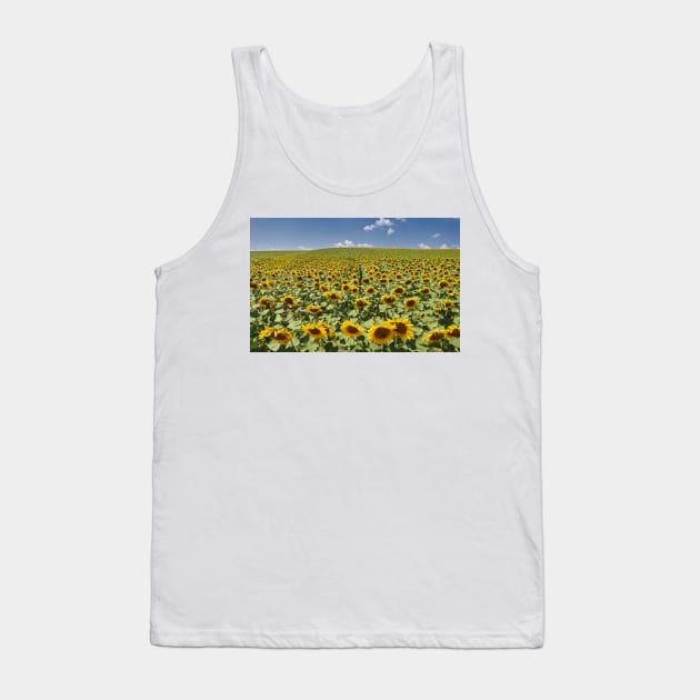 Sunflower field in the summer Tank Top by naturalis